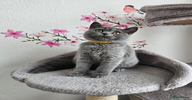 British Shorthair cats - Advert 10