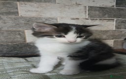 British Longhair cats for sale: Long haired kittens for sale - Image 3