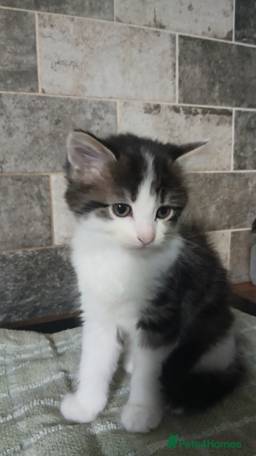 British Longhair cats for sale: Long haired kittens for sale - Image 3
