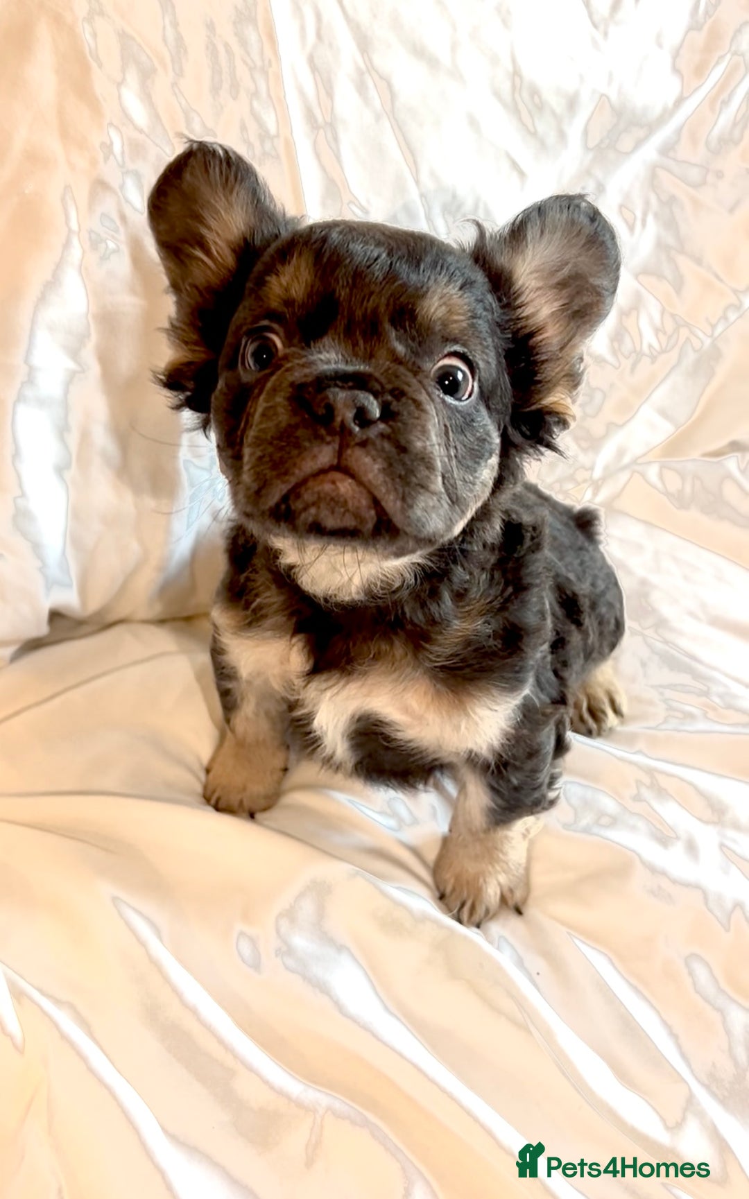 French Bulldog dogs for sale: Stunning fluffy Frenchies ready to leave now  - Advert 10