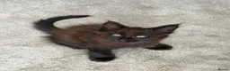 Maine Coon cats for sale: Baby Black Smoke TICA Maine Coon Kittens - Advert 11