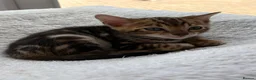 Bengal cats for sale: Bengal Kittens GCCF Registered - Advert 8