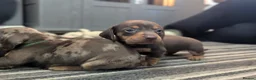 Dachshund dogs for sale: Gorgeous Smooth-Haired Dachshund Puppies - Advert 32
