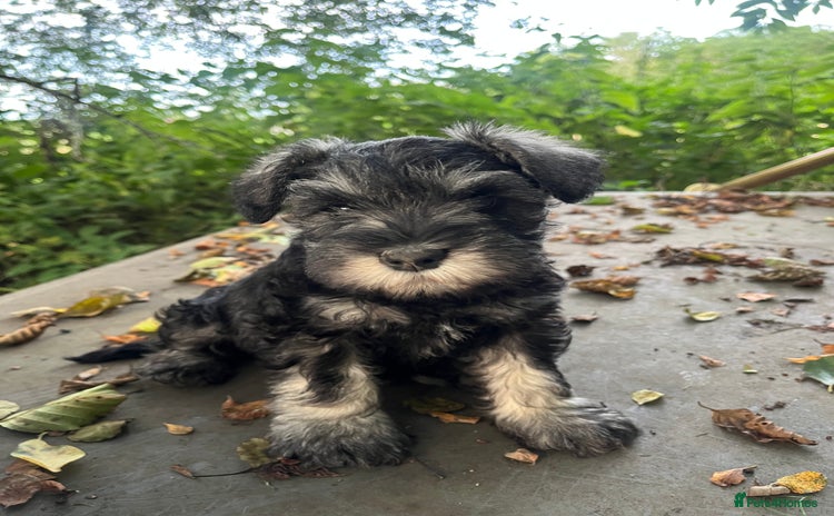 Miniature Schnauzer dogs - Advert 1