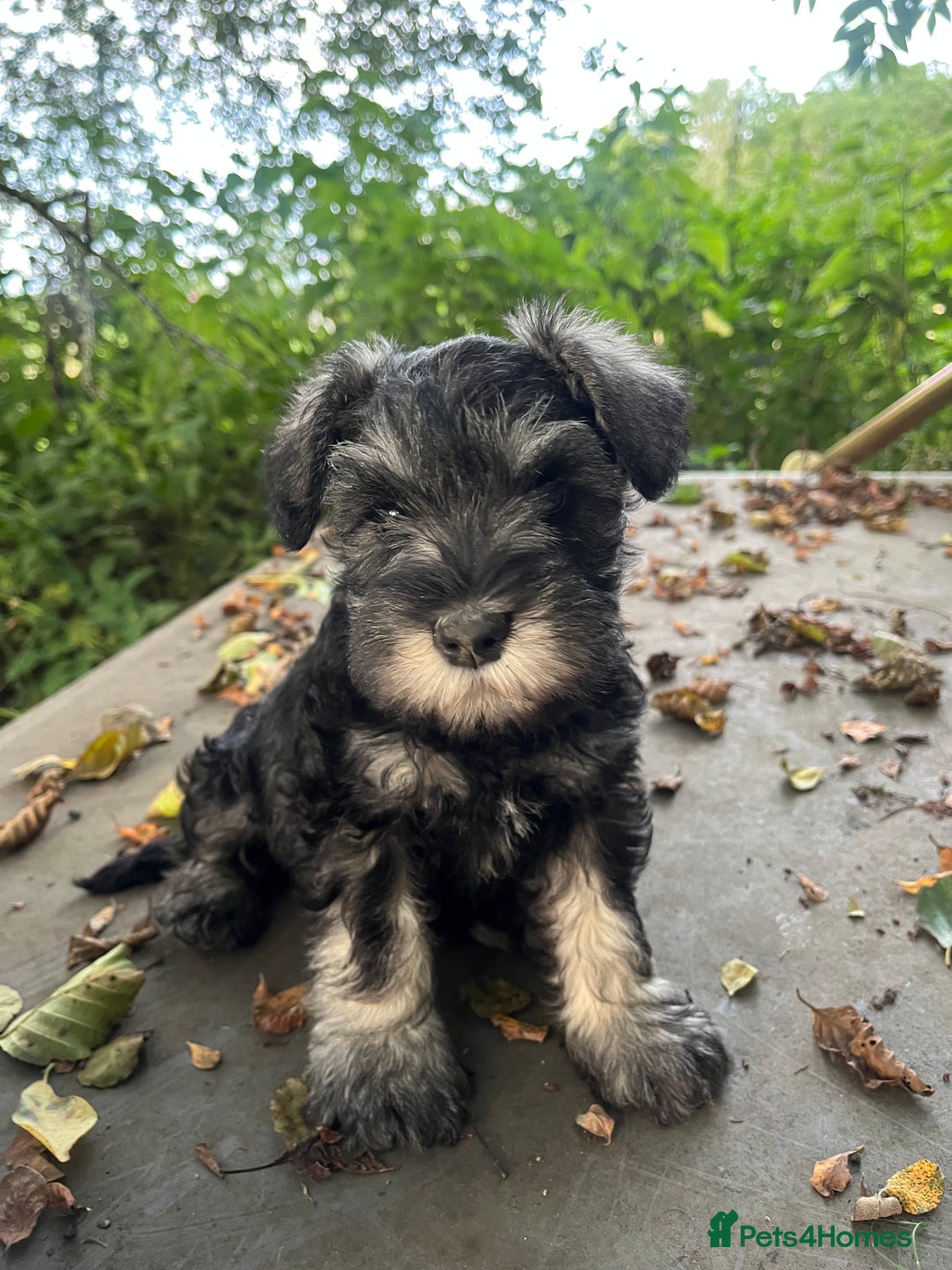 Miniature Schnauzer dogs for sale: miniature schnauzer puppies  - Image 1