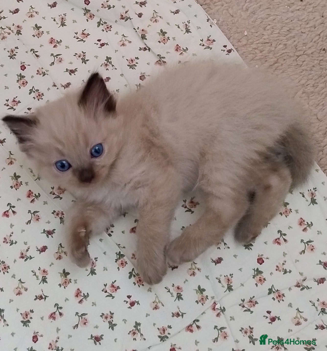 Ragdoll cats Pure bred Ragdolls need loving homes - Advert 2