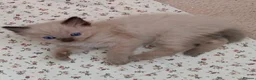 Ragdoll cats for sale: Pure bred Ragdolls need loving homes - Advert 20