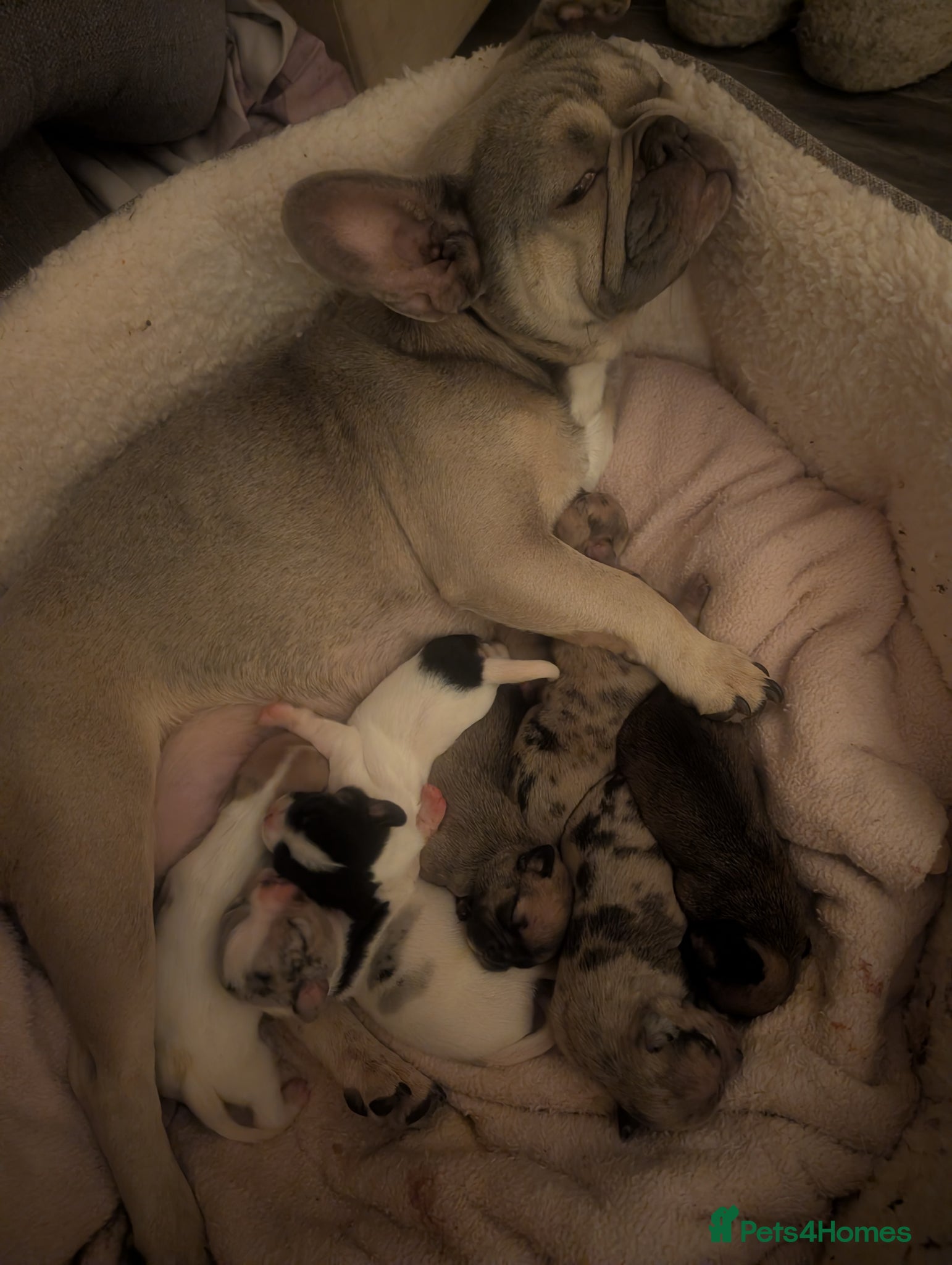 Mixed Breed dogs for sale: Mixed breed female pup  - Advert 5