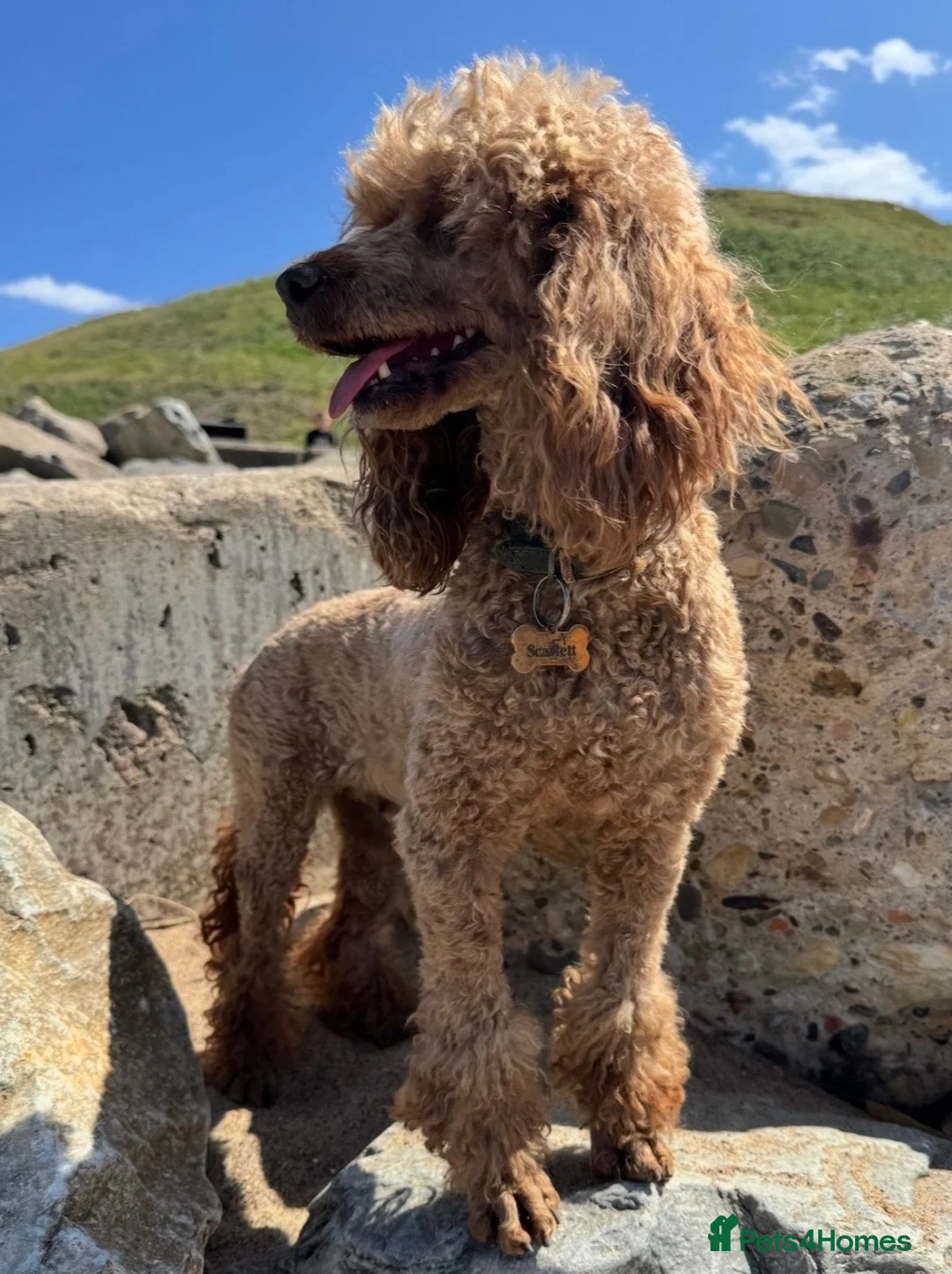 Cockapoo dogs for sale: Stunning Red F1 Cockapoo Puppies - Advert 18