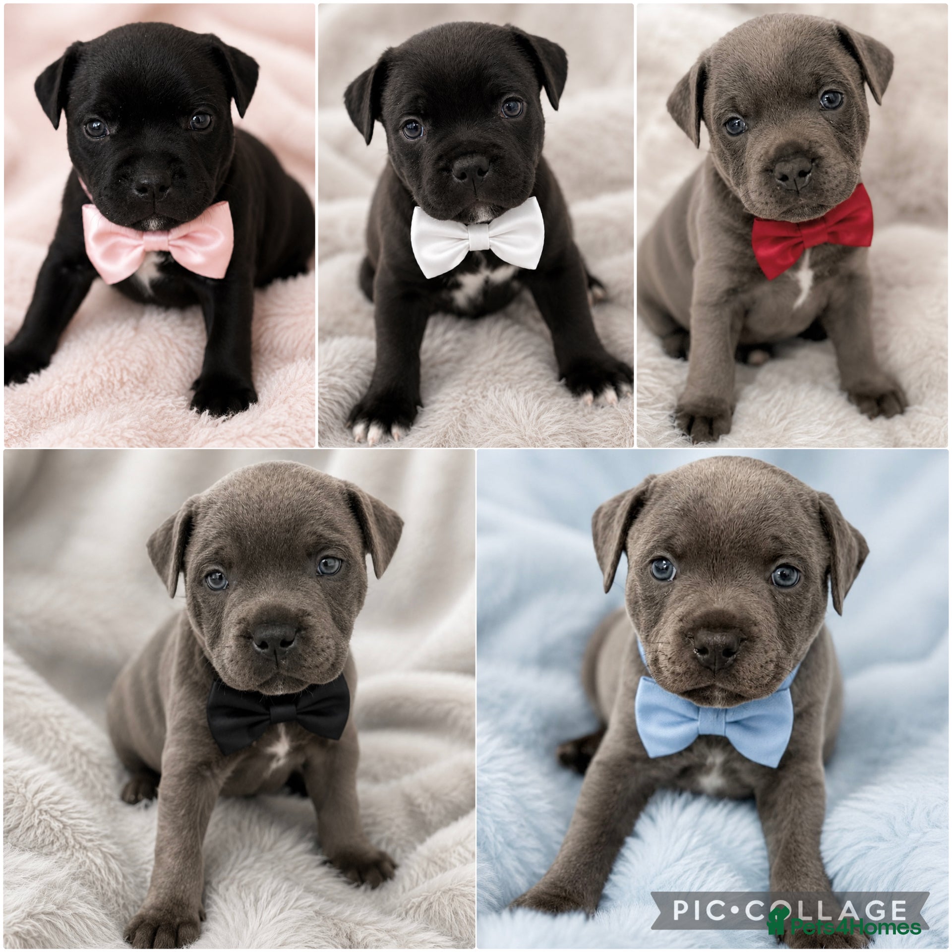 Staffordshire Bull Terrier dogs KC REG CHAMPION Staffordshire bull terrier puppies - Advert 7