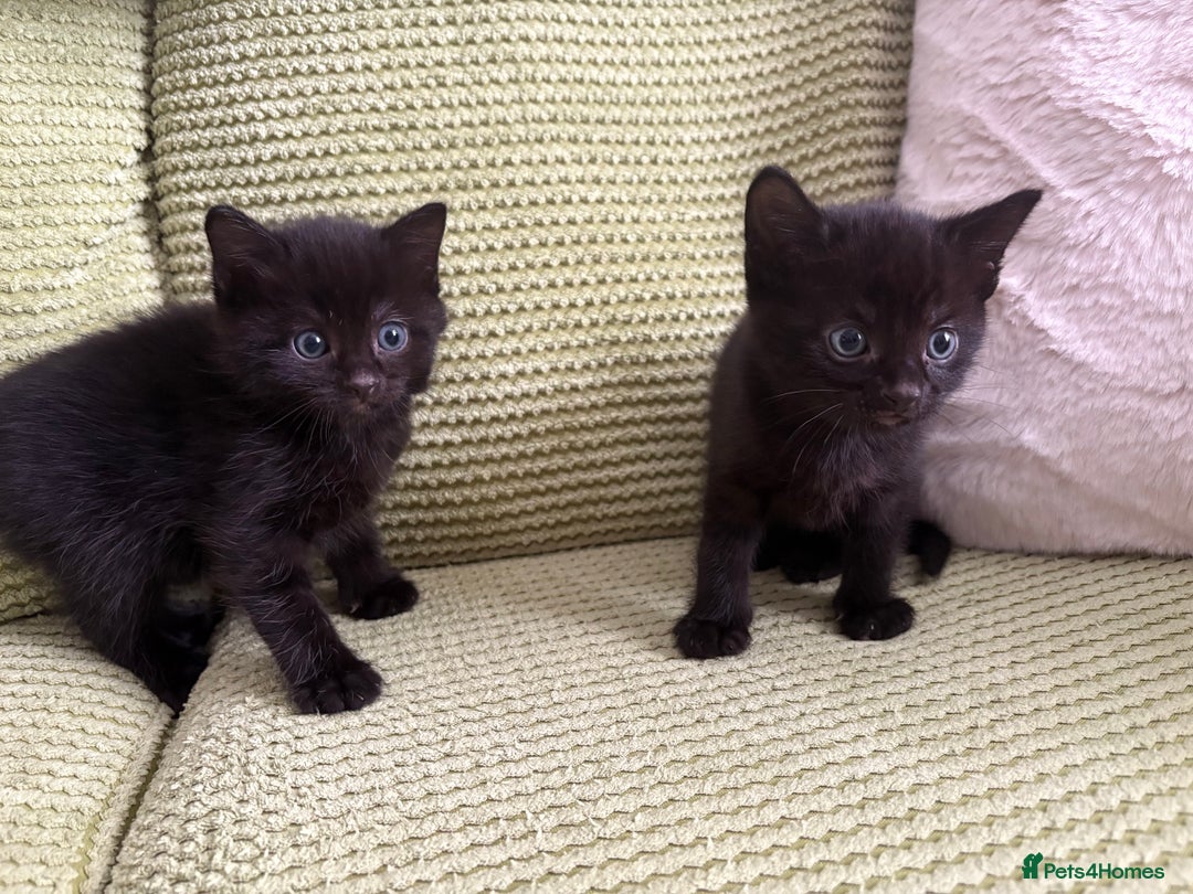 Domestic Shorthair cats for sale: 3 beautiful kittens  - Image 4