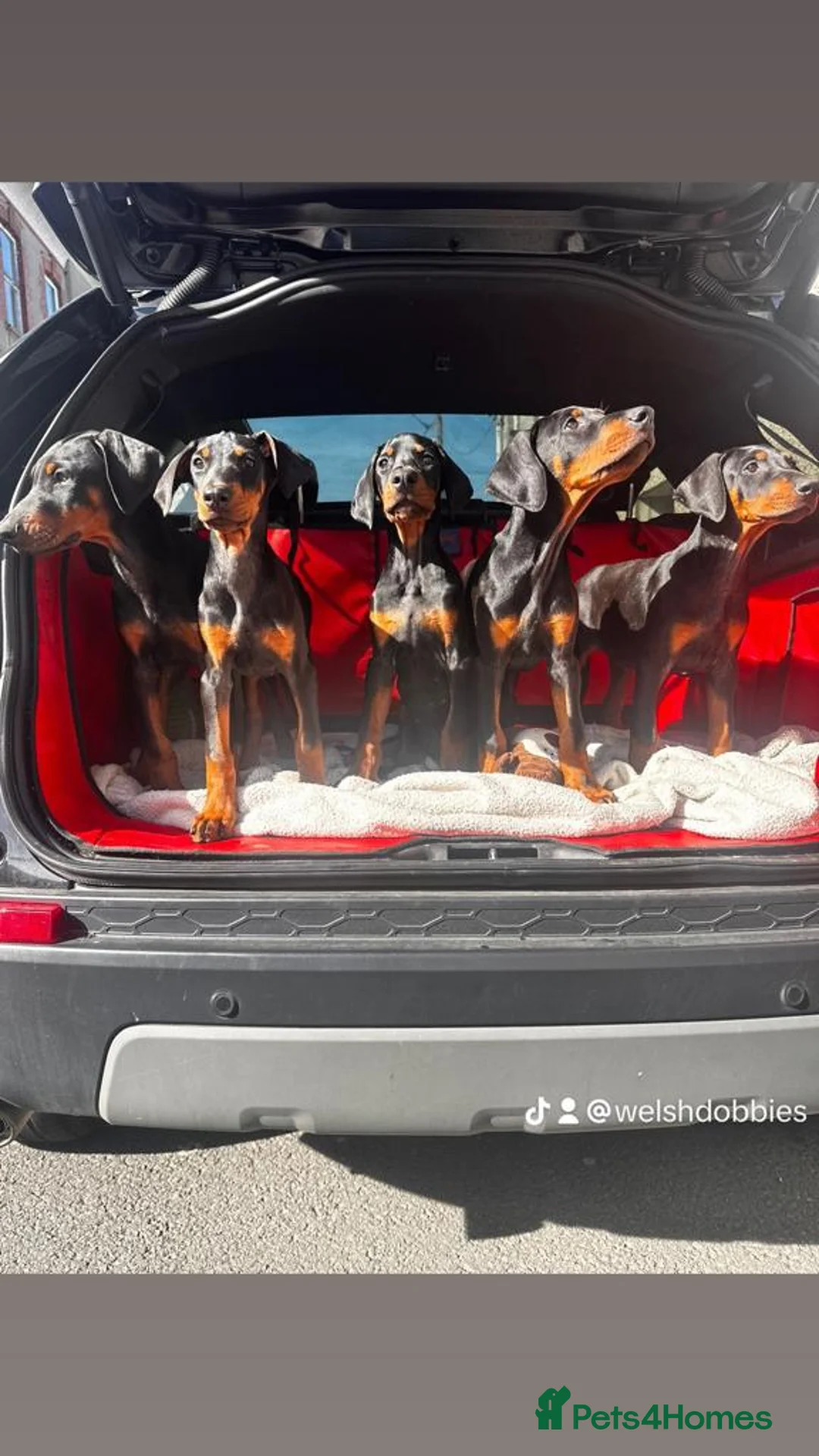 Dobermann dogs for stud: 💥 Proven Stud Available – Cerberus 💥 in Swansea - Advert 14