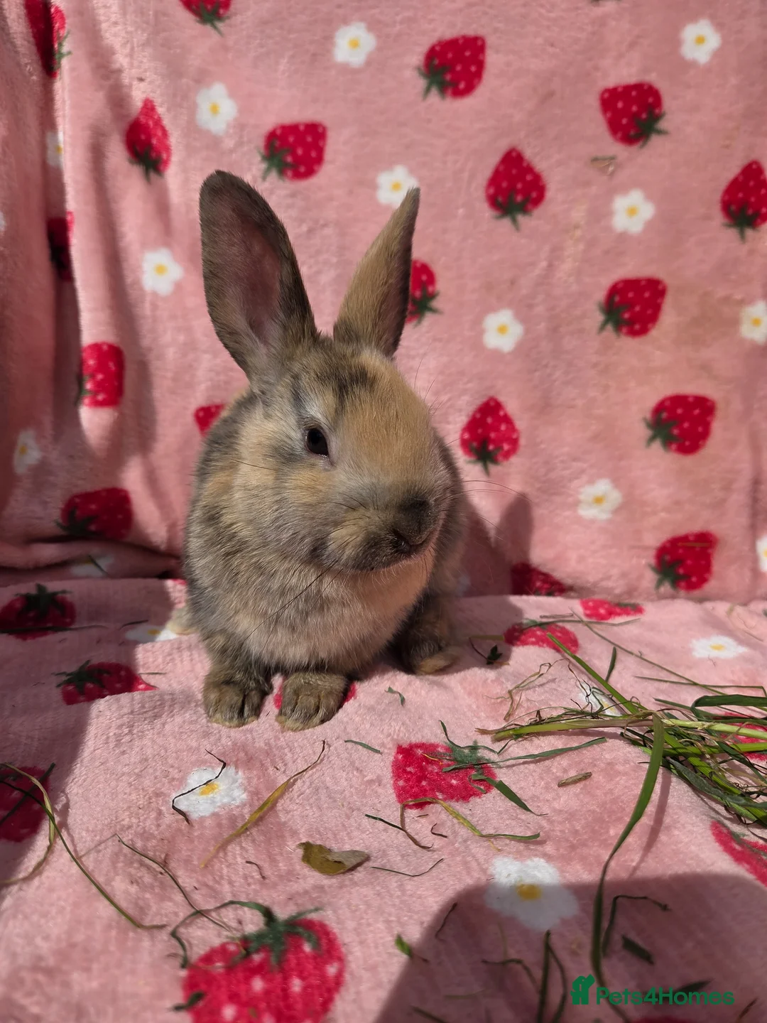 Mixed Breed rabbits for sale: Plush Mini lop 8 weeks old very tame - Advert 32