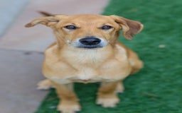 Mixed Breed dogs for adoption: Soft sweet Sophia - Image 23