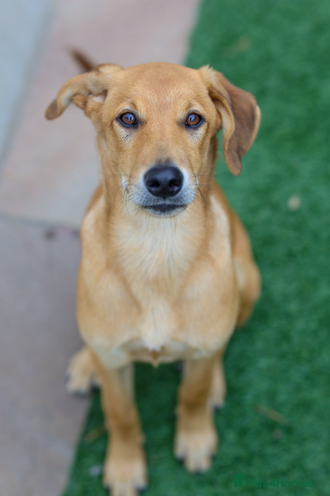 Mixed Breed dogs for adoption: Soft sweet Sophia - Image 23