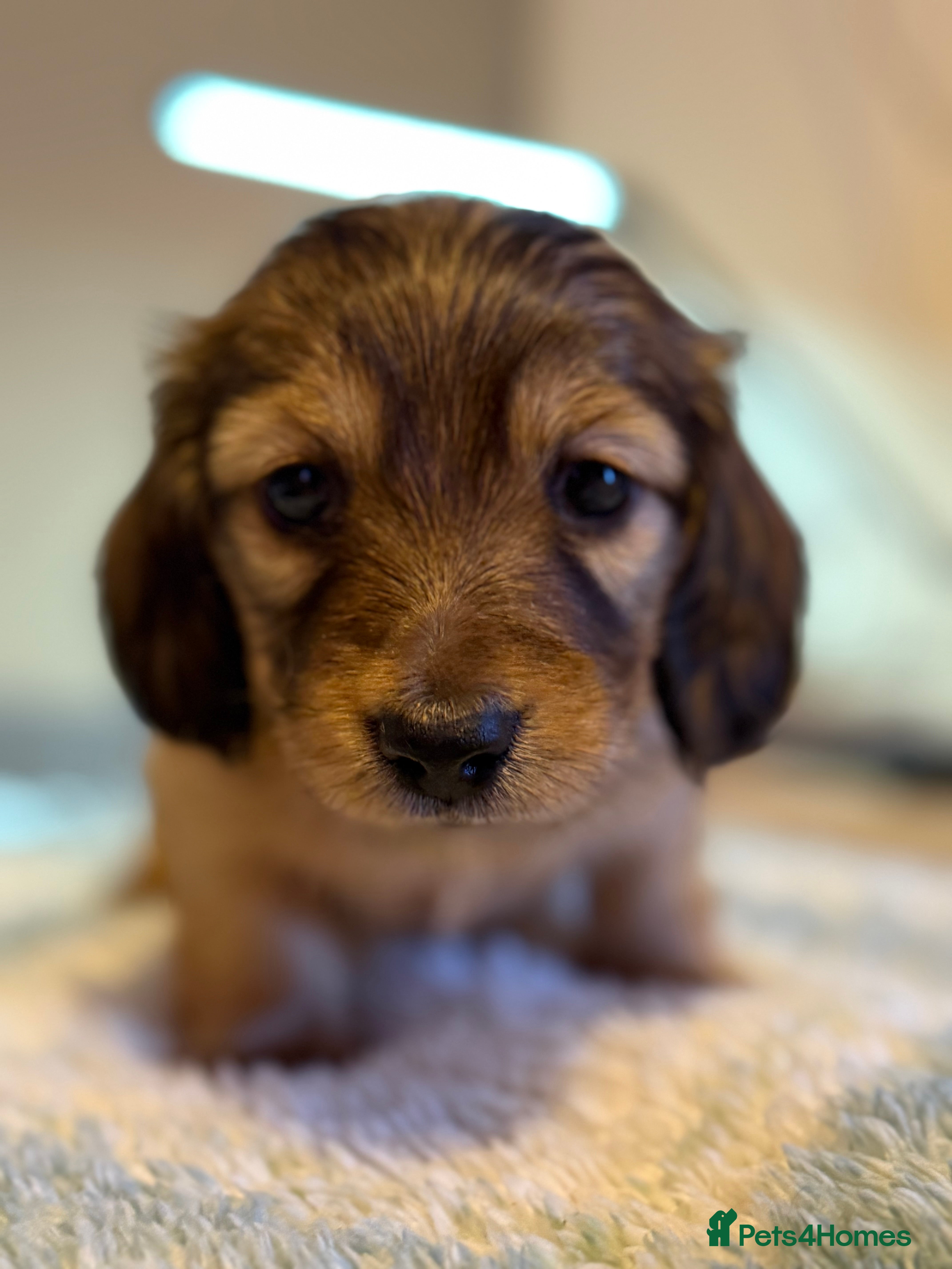 Miniature Dachshund dogs Four beautiful miniature dachshund  - Advert 3