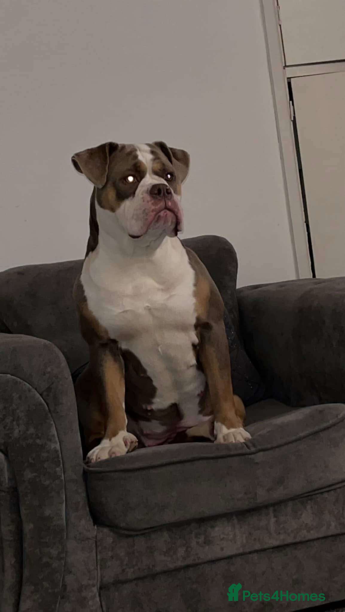 Mixed Breed dogs 9 Puppies - Old Tyme Bulldog x American Bulldog - Advert 6