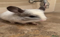 Chinchilla rodents for sale: White Chinchilla  - Image 2