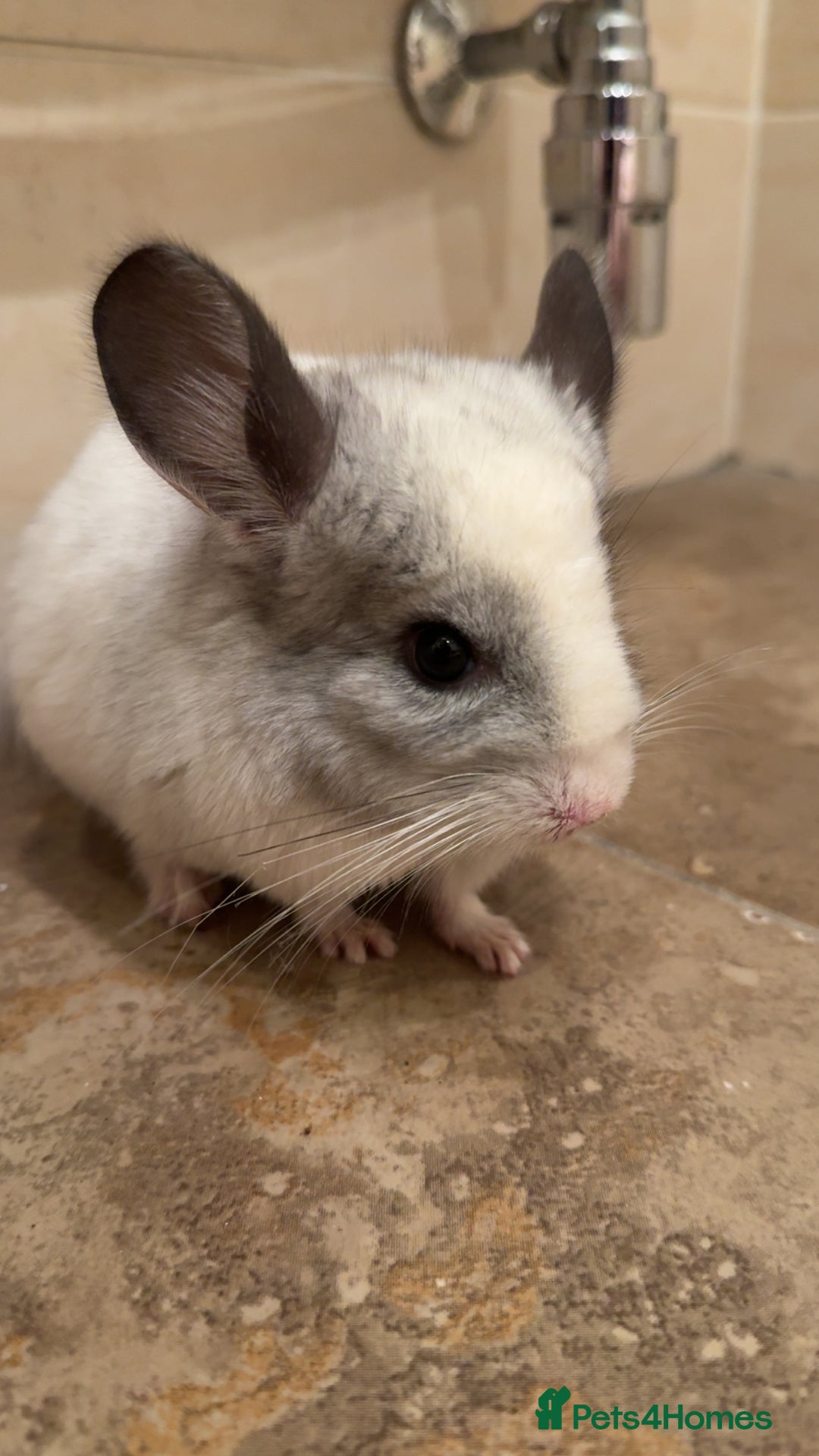 Chinchilla rodents for sale: White Chinchilla  - Image 2