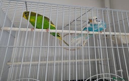 Budgerigars birds for sale: Budgerigar for sale  - Image 3
