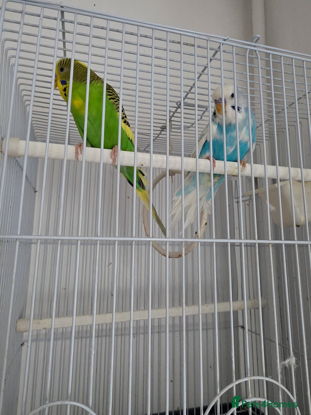 Budgerigars birds for sale: Budgerigar for sale  - Image 3