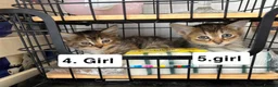 Mixed Breed cats for sale: Cats for sale  in Birmingham - Advert 4