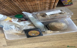 Bearded Dragon reptiles for sale: 1yo bearded dragon  - Image 9