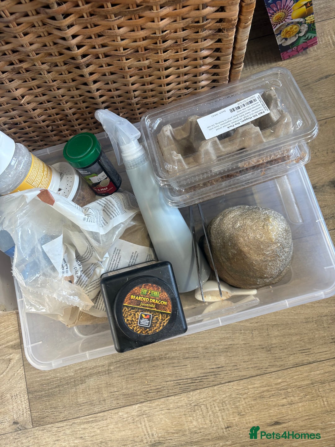 Bearded Dragon reptiles for sale: 1yo bearded dragon  - Image 9