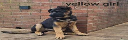 German Shepherd dogs for sale: German sheperd - Advert 5