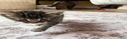 Bengal cats for sale: Beautiful Bengal kittens for sale in Chesterfield - Advert 5