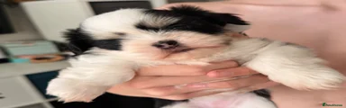 Lhasa Apso 1