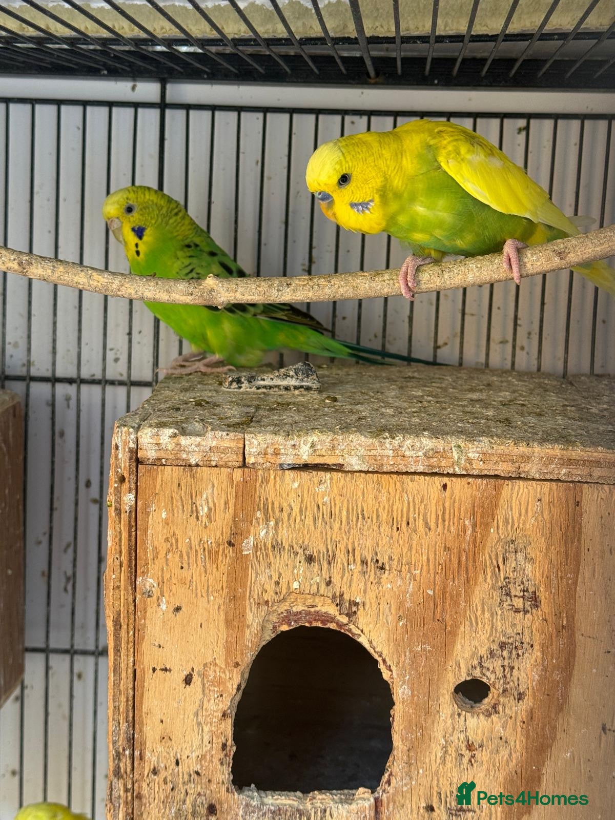 Budgerigars birds Budgies breeding pair  - Advert 2