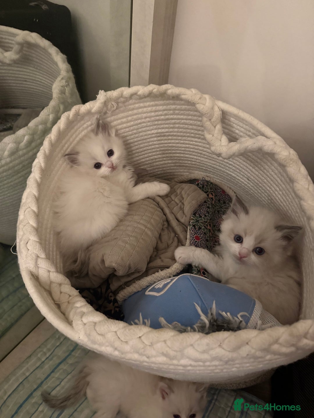 Ragdoll cats for sale: Beautiful Ragdoll Kittens – Stunning & Ready Soon - Image 3
