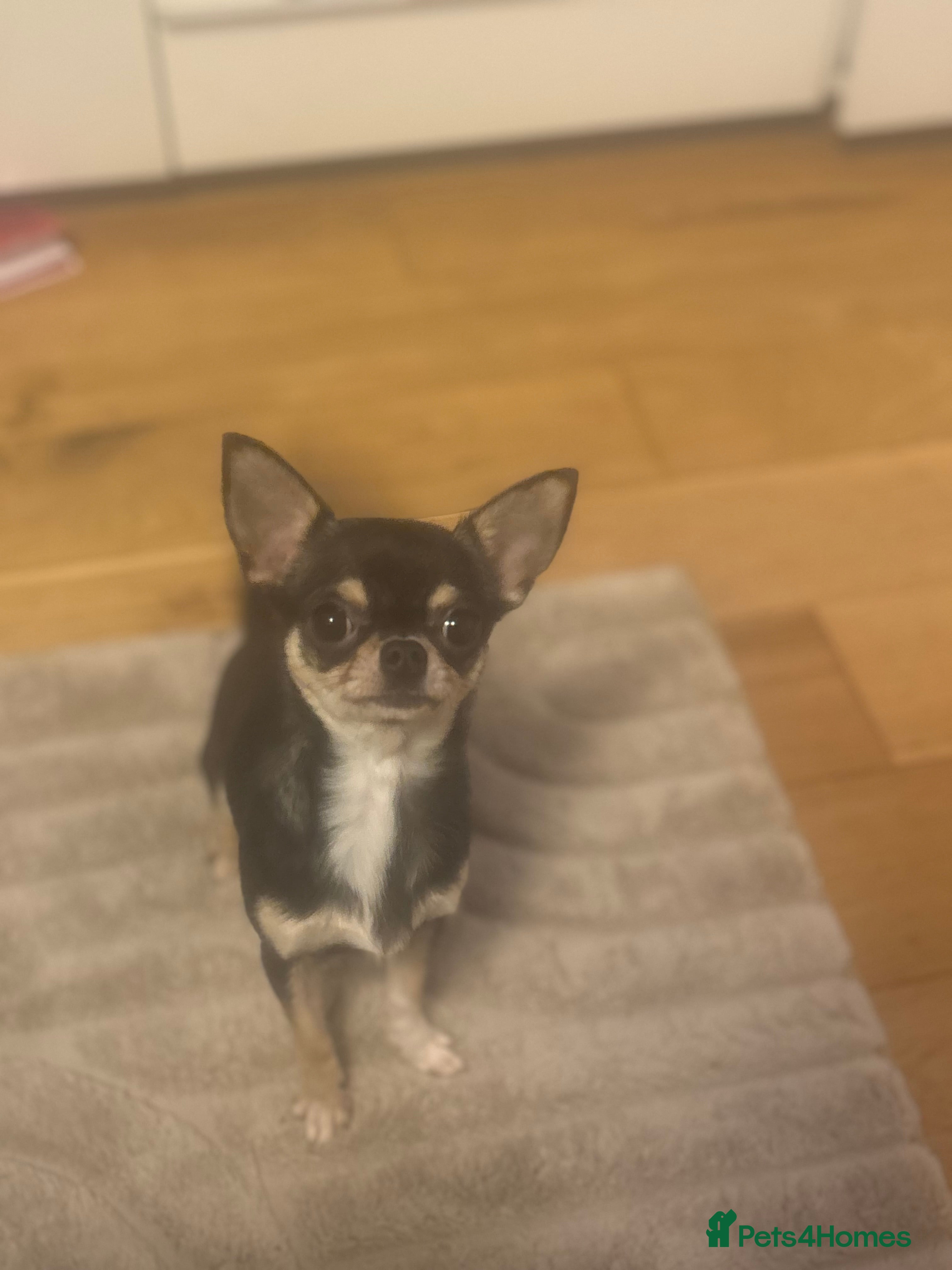 Chihuahua dogs 8 month old chihuahua  - Advert 1