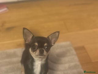 Chihuahua dogs 8 month old chihuahua - Advert 2