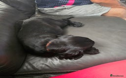 Cocker Spaniel dogs for sale: Cocker spaniel pups ready to leave now  3g, 1b - Image 23