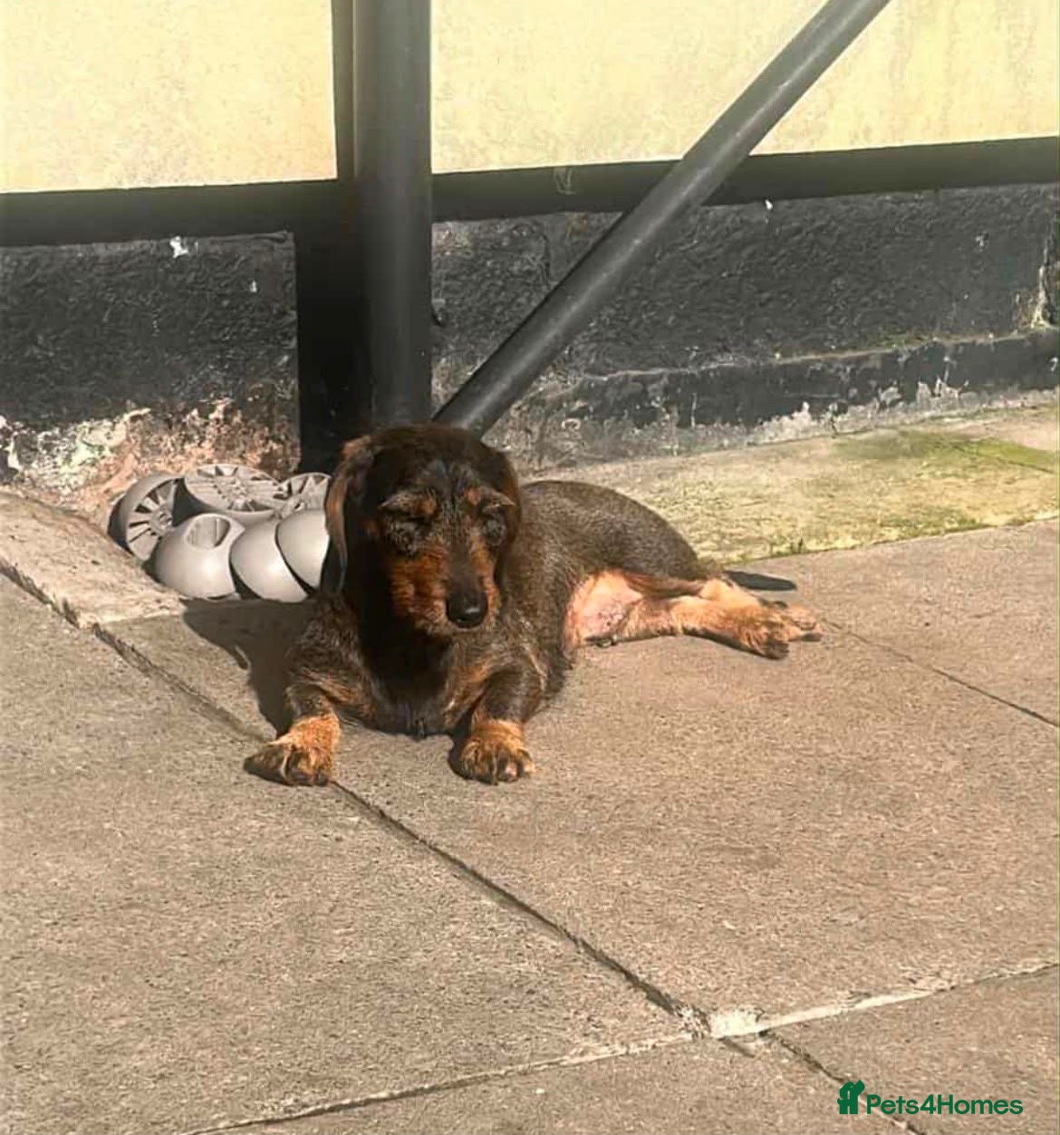 Dachshund dogs Wire haired standard dachshund teckel puppies  - Advert 2