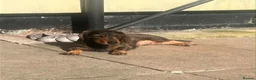 Dachshund dogs for sale: Wire haired standard dachshund teckel puppies  - Advert 2
