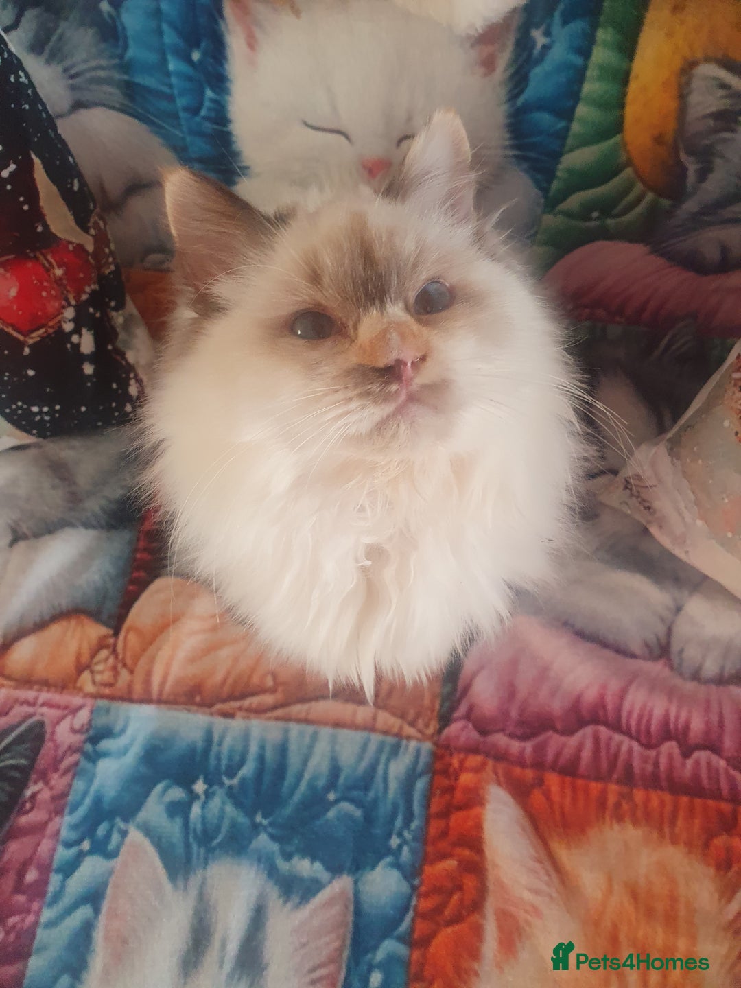 Ragdoll cats for sale: Mink & traditional Ragdolls - Advert 4