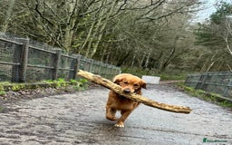 Golden Retriever dogs for stud: Stunning dark red golden retriever  - Image 6