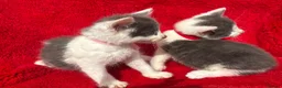 Mixed Breed cats for sale: Farm raised kittens  - Advert 6
