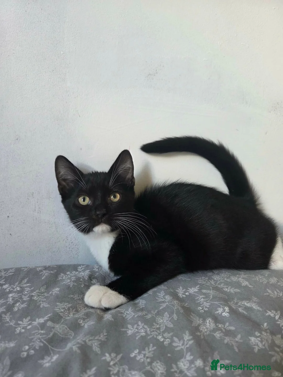 British Shorthair cats for sale: Male and Female British Shorthair Kittens in Evesham - Advert 1