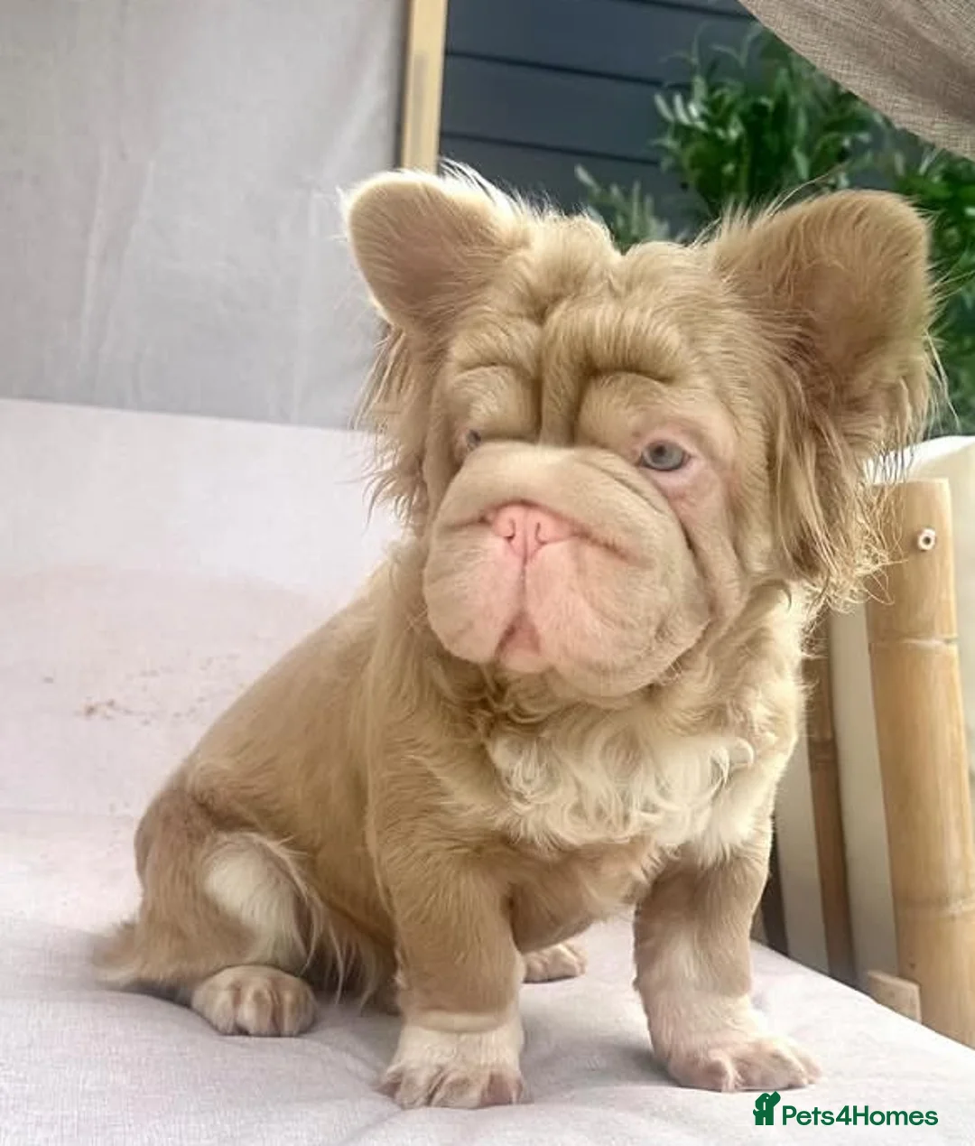 French Bulldog dogs for sale: PRINCE CHARMING😍 - Advert 3