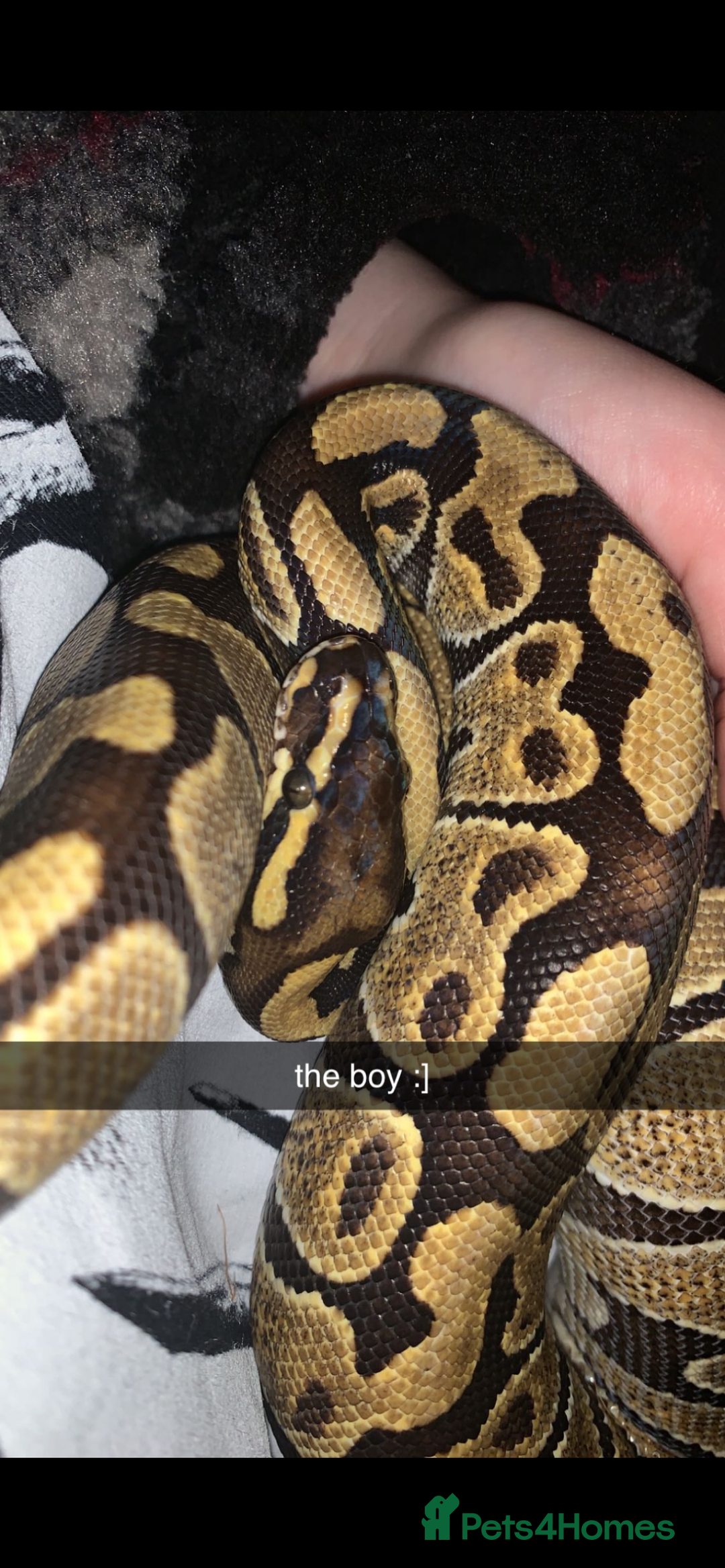 Python Snake reptiles for sale: Enchi Ball/ Royal Python - Image 3