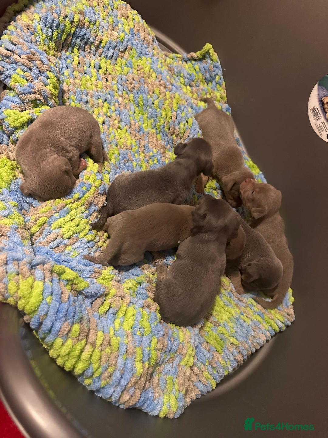 Jack Russell dogs for sale: Jack Russel puppies  - Advert 5