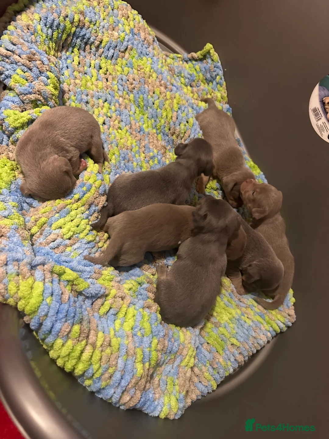 Jack Russell dogs for sale: Jack Russel puppies  - Advert 8