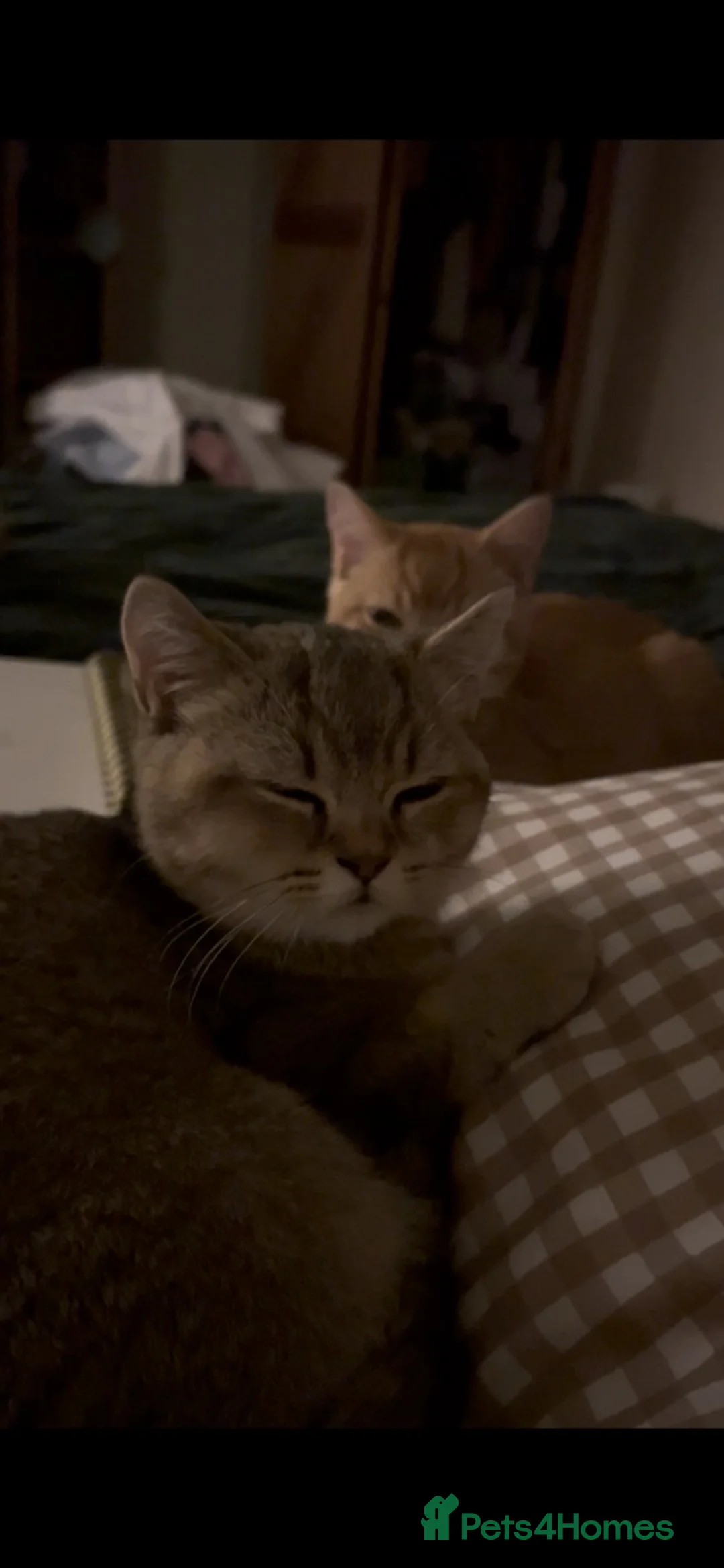 British Shorthair cats for sale: REDUCED GCCF Reg. BSH Kittens Golden & Red READY🌟 - Advert 2