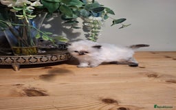 Persian cats for sale: Persian kittens - Image 13