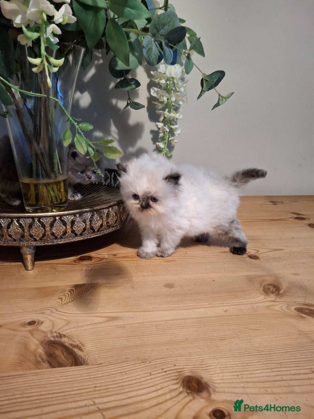Persian cats for sale: Persian kittens - Image 13