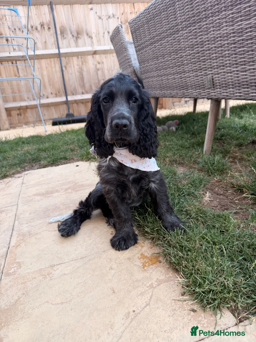 Cocker Spaniel dogs for sale: KC Show cocker spaniel male  - Advert 2